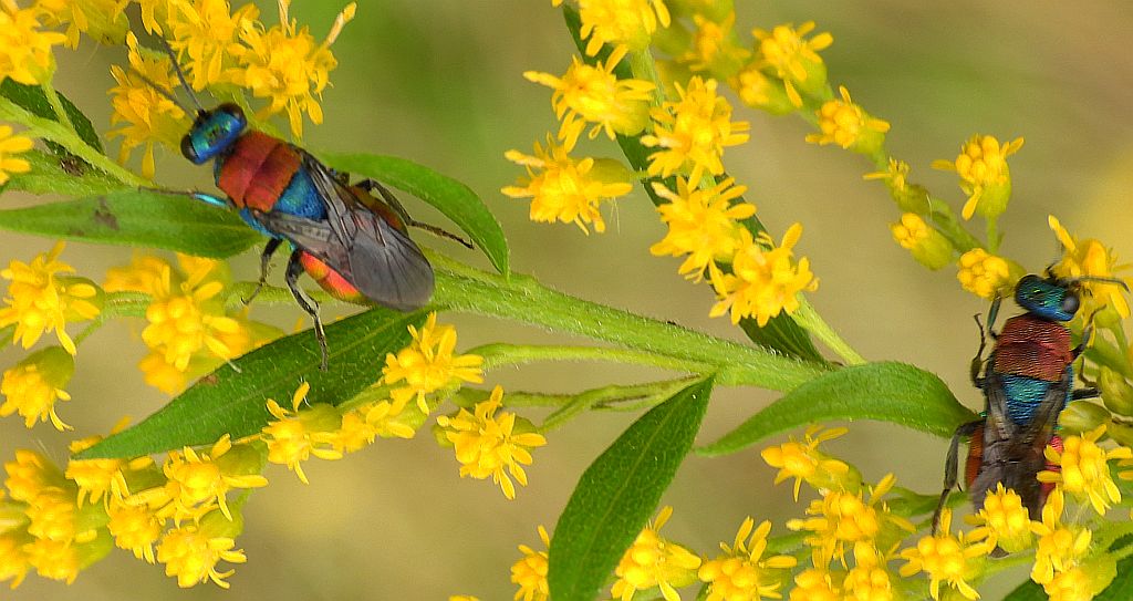 Powabnica osmykowa (Hedychrum niemelai)