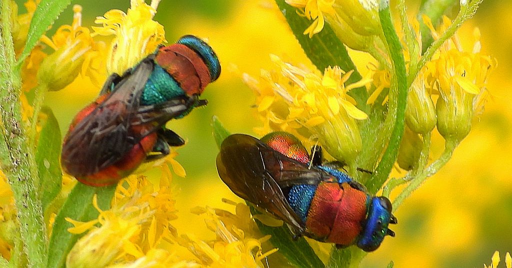 Powabnica osmykowa (Hedychrum niemelai)