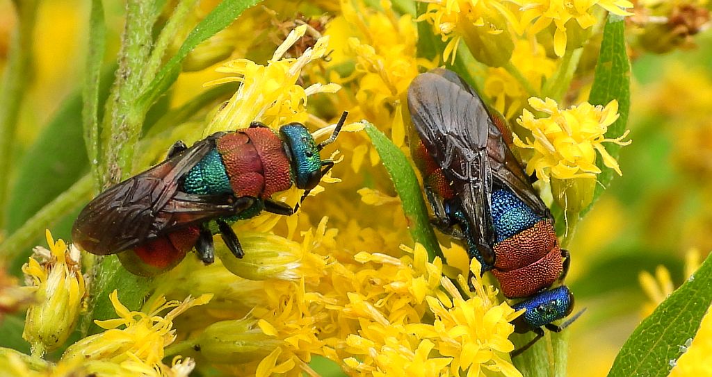 Powabnica osmykowa (Hedychrum niemelai)
