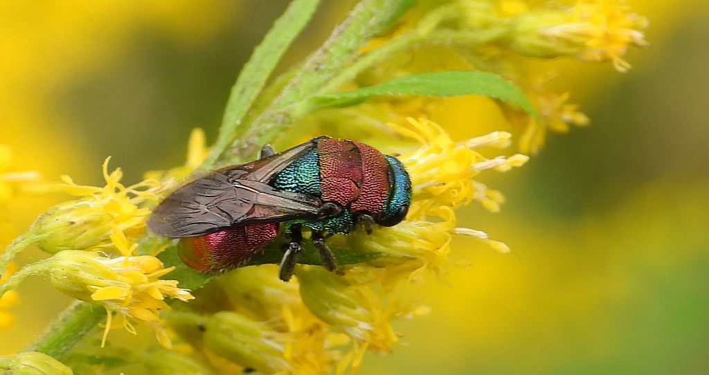 Powabnica osmykowa (Hedychrum niemelai)