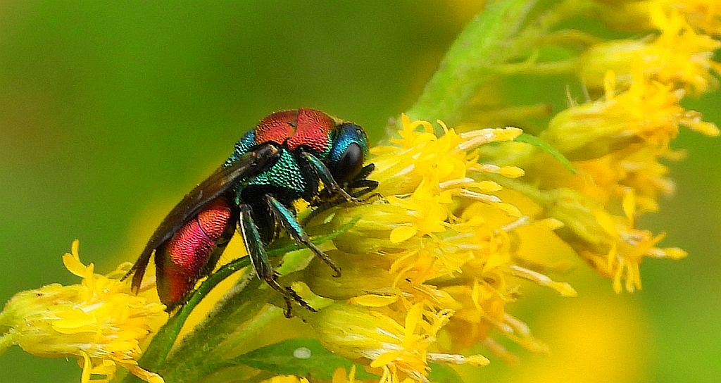 Powabnica osmykowa (Hedychrum niemelai)
