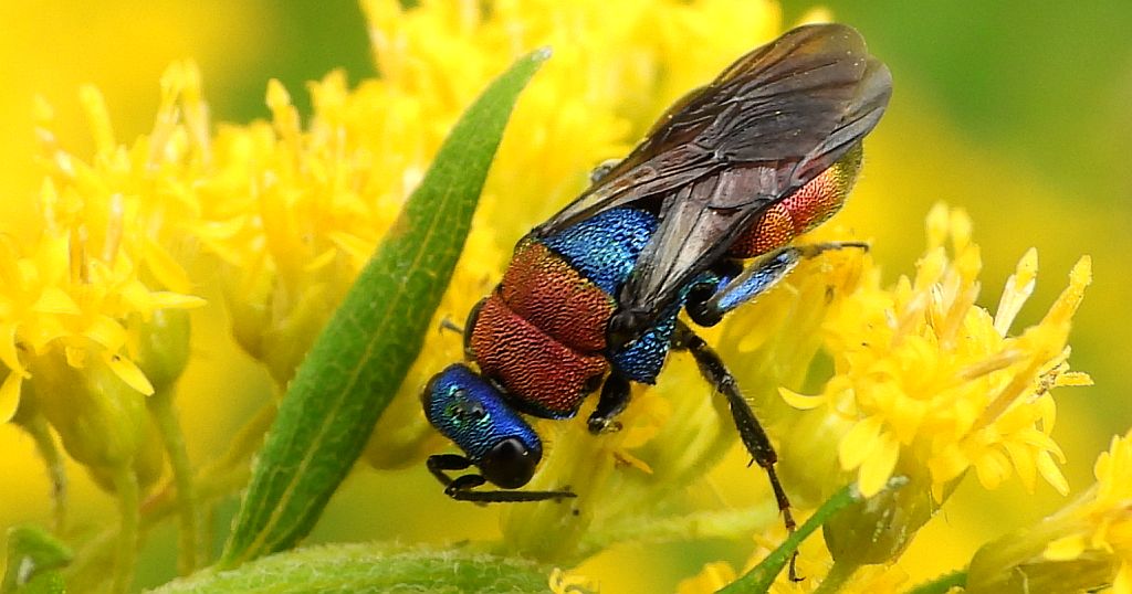 Powabnica osmykowa (Hedychrum niemelai)