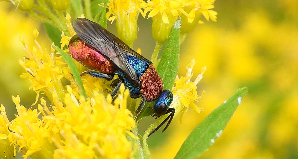 Powabnica osmykowa (Hedychrum niemelai)