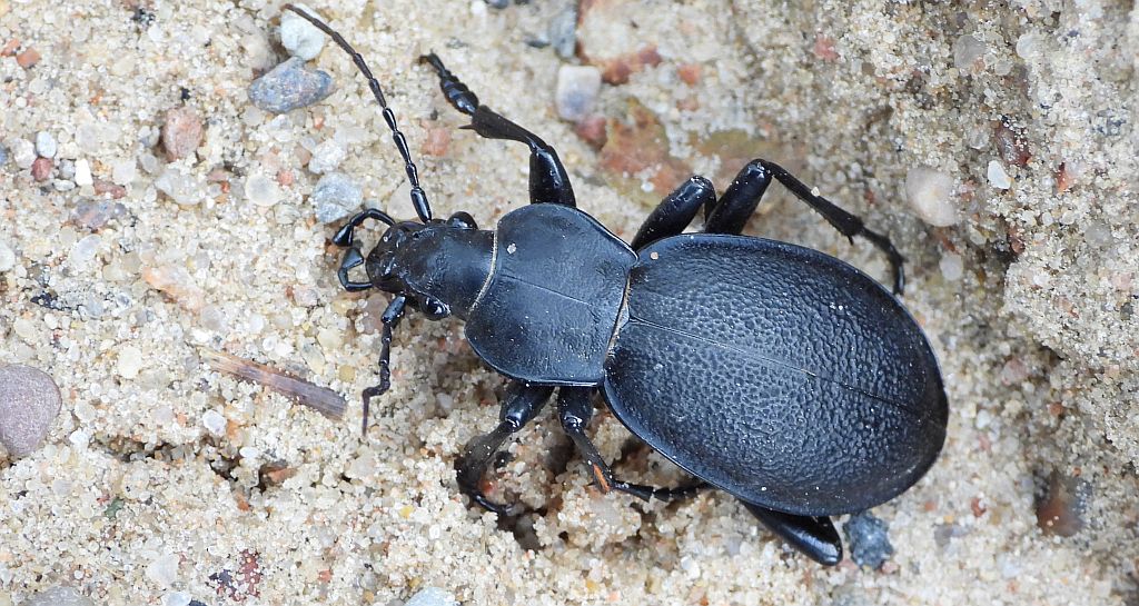 Biegacz skórzasty (Carabus coriaceus)