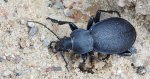 Biegacz skórzasty (Carabus coriaceus)