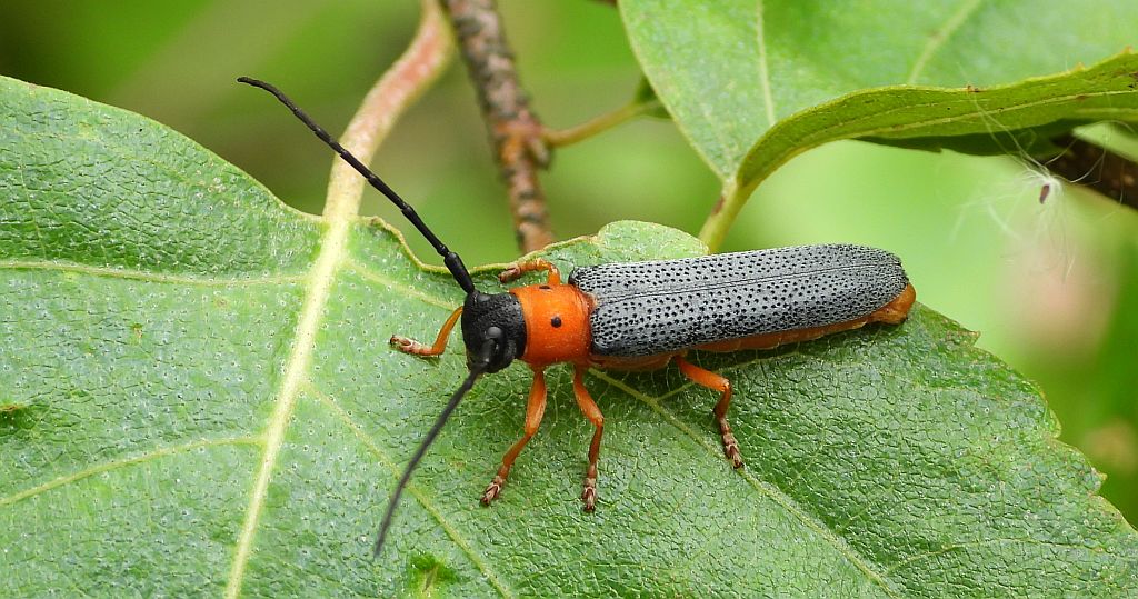 Dłużynka dwukropkowa (Oberea oculata)