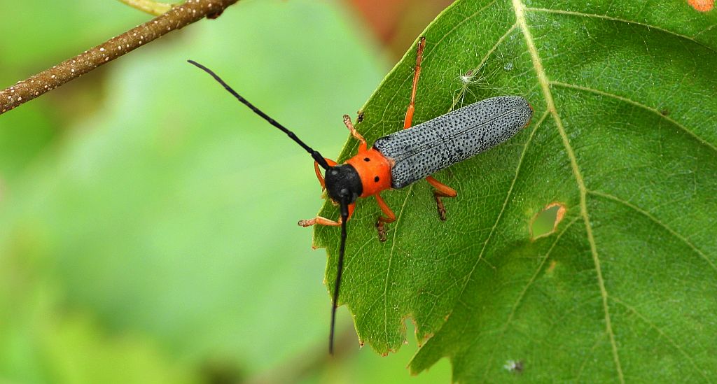 Dłużynka dwukropkowa (Oberea oculata)