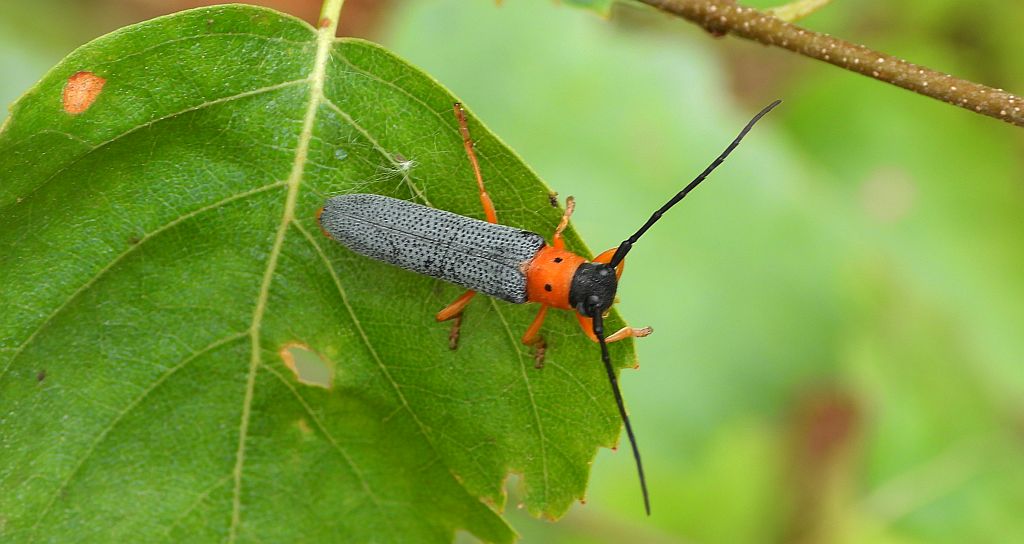 Dłużynka dwukropkowa (Oberea oculata)