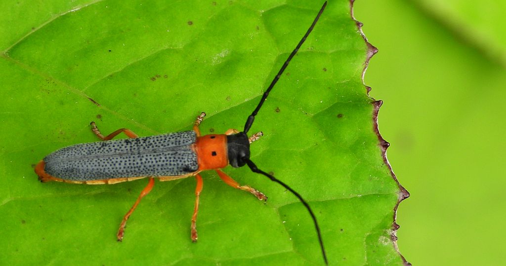 Dłużynka dwukropkowa (Oberea oculata)
