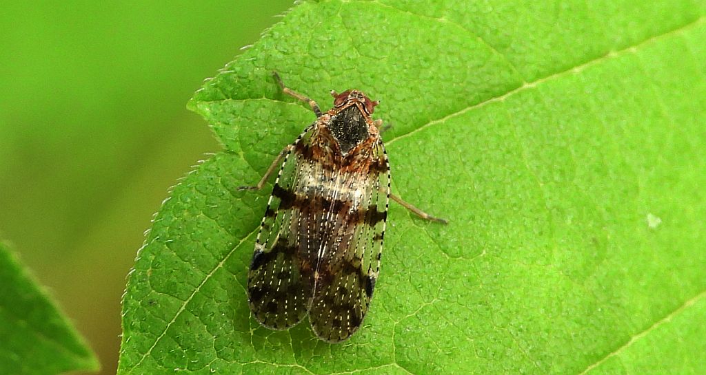 Szroniec - Cixius nervosus