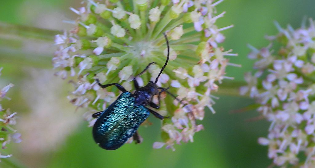 Sichrawa górska (Gaurotes virginea)