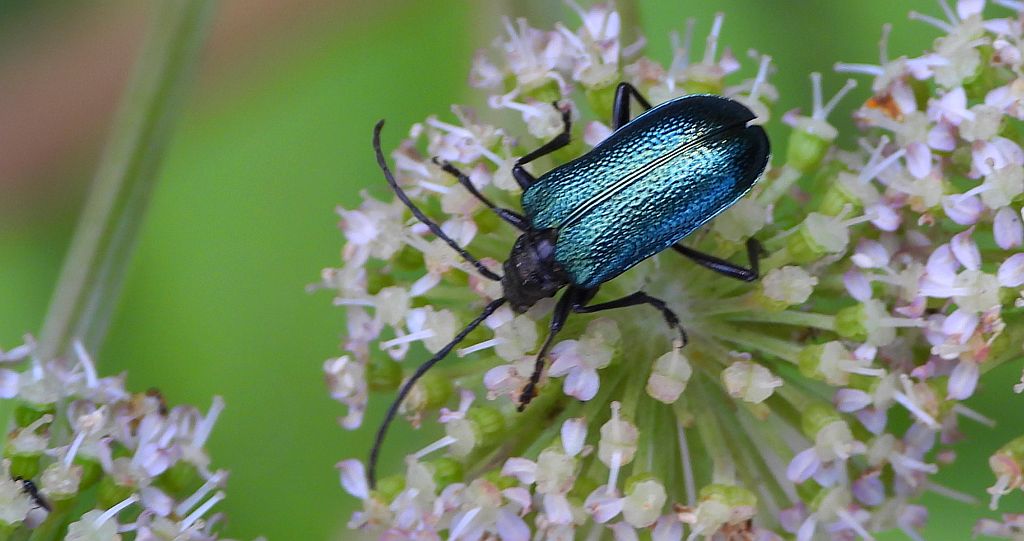 Sichrawa górska (Gaurotes virginea)