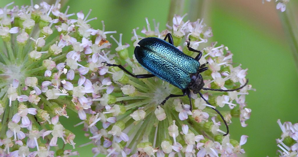 Sichrawa górska (Gaurotes virginea)
