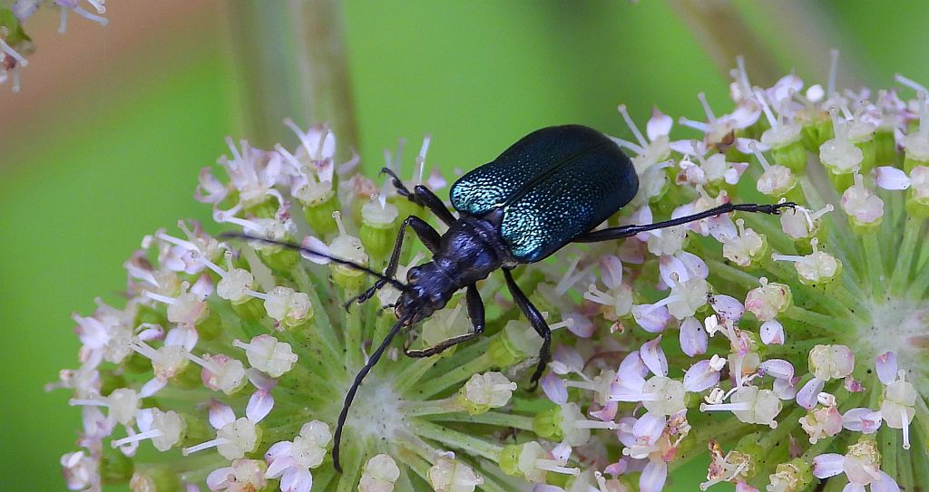 Sichrawa górska (Gaurotes virginea)