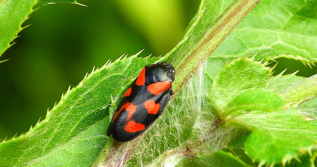 Krasanka natrawka (Cercopis vulnerata)