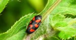 Krasanka natrawka (Cercopis vulnerata)