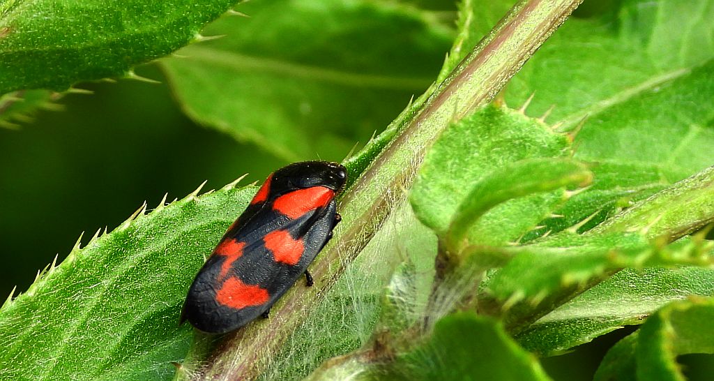 Krasanka natrawka (Cercopis vulnerata)