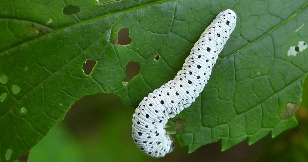 Palik trędownikowy (Tenthredo scrophulariae)