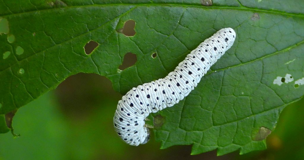 Palik trędownikowy (Tenthredo scrophulariae)