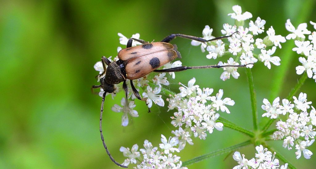 Krępień górski (Pachytodes cerambyciformis)