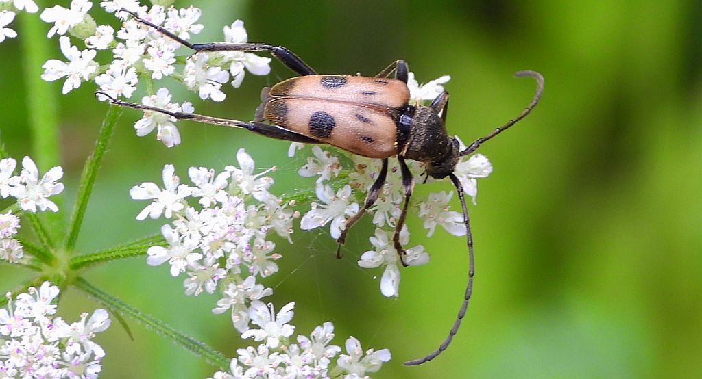 Krępień górski (Pachytodes cerambyciformis)