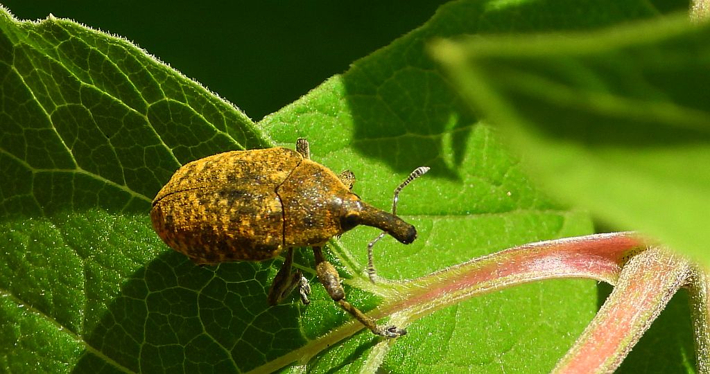 Opylak długonosy (Larinus sturnus)