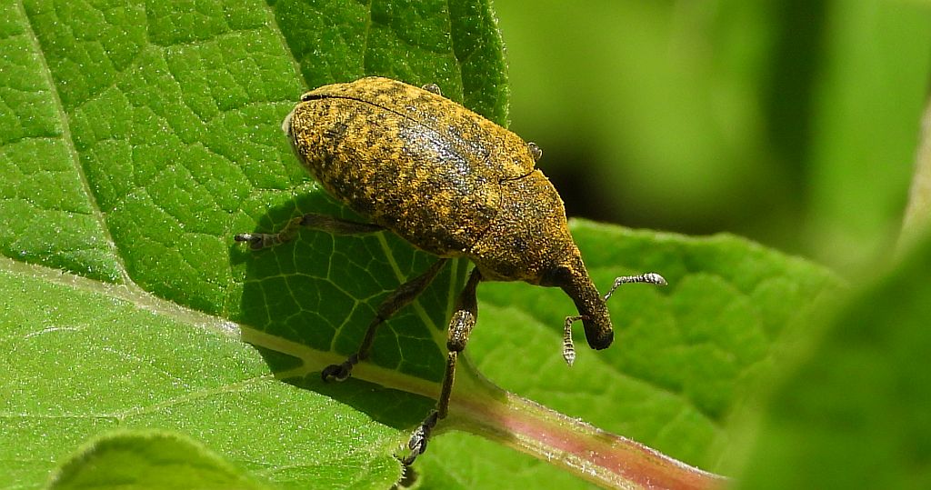 Opylak długonosy (Larinus sturnus)