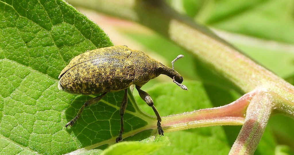 Opylak długonosy (Larinus sturnus)