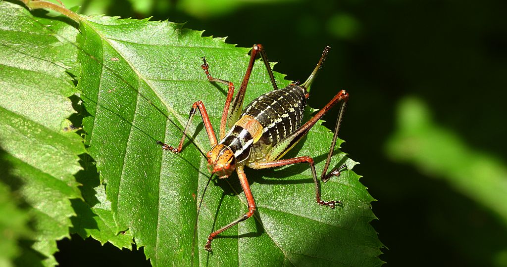 Opaślik sosnowiec (Barbitistes constrictus)