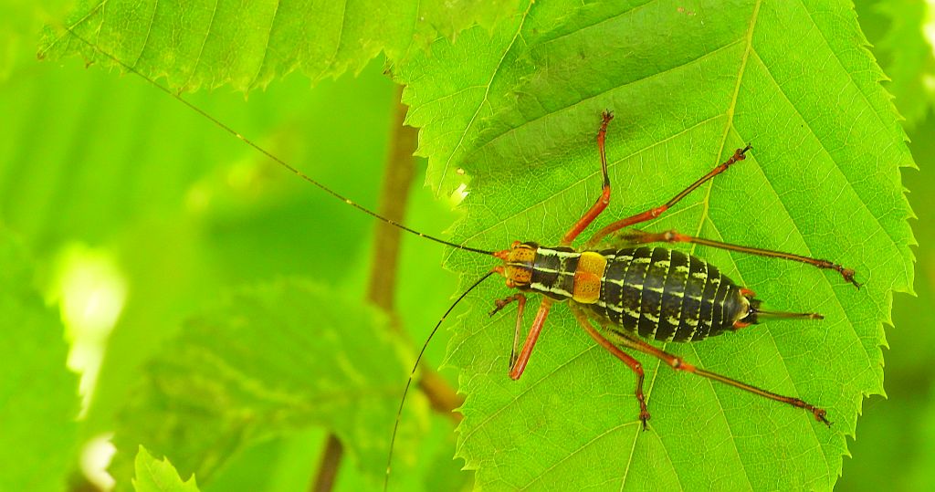 Opaślik sosnowiec (Barbitistes constrictus)