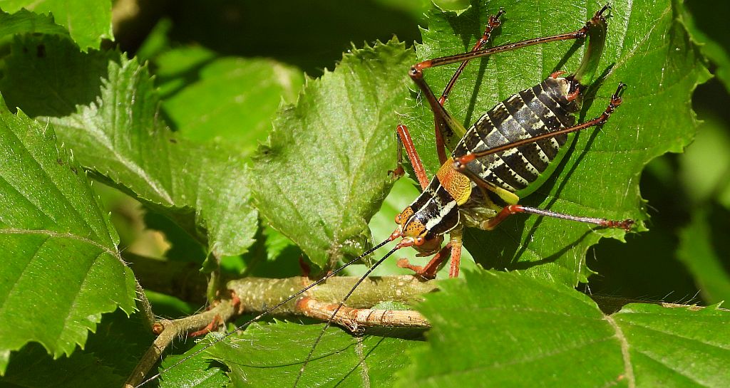 Opaślik sosnowiec (Barbitistes constrictus)