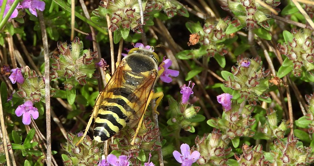 Wardzanka żądlica (Bembix rostrata)
