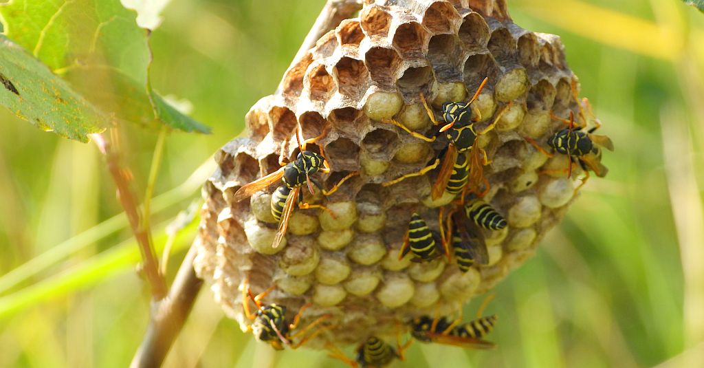 Klecanka rdzaworożna (Polistes dominula)