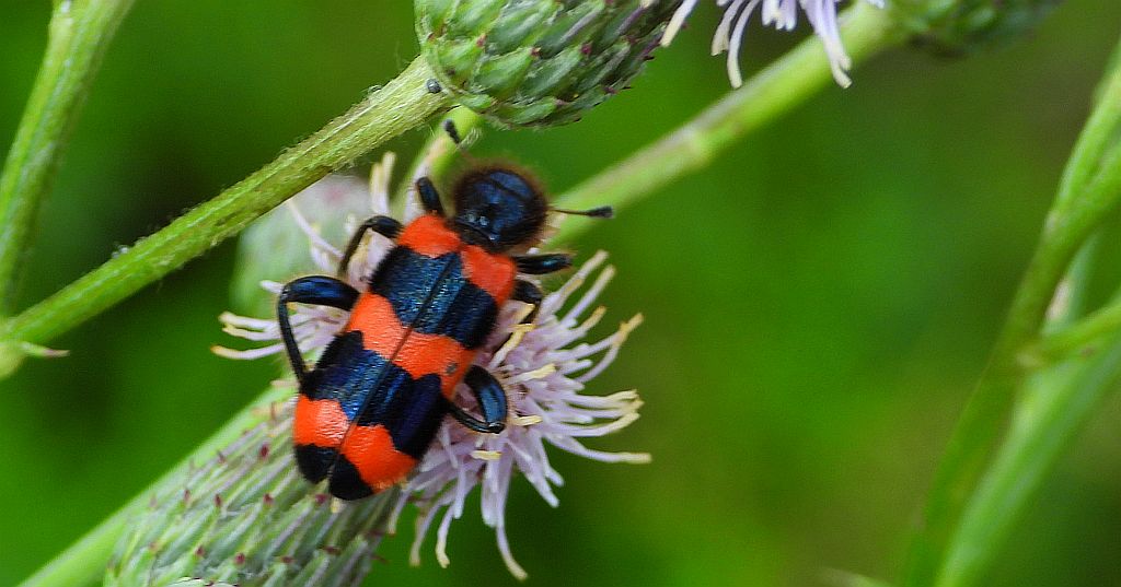 Barciel pszczołowiec (Trichodes apiarius)