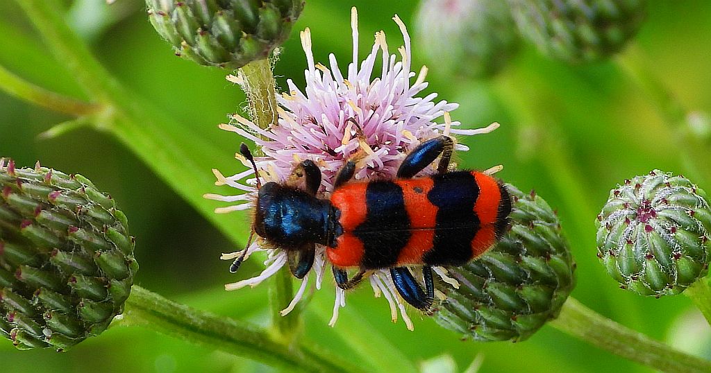 Barciel pszczołowiec (Trichodes apiarius)