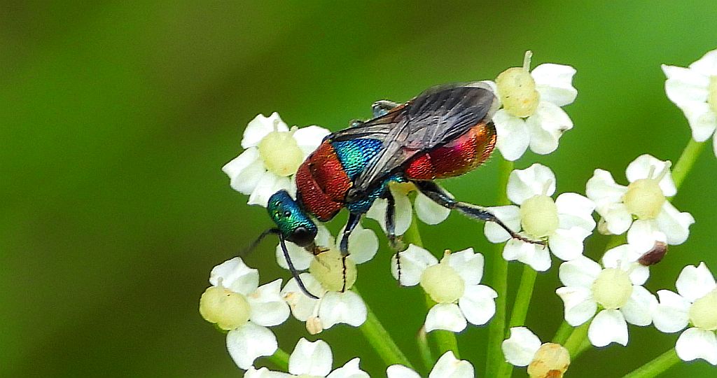 Powabnica osmykowa (Hedychrum niemelai)