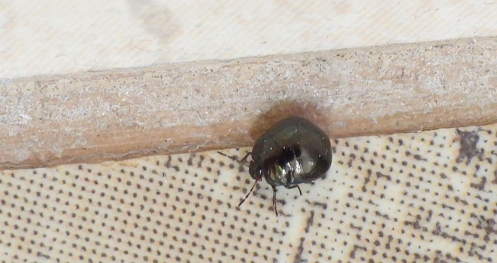 Pawęża ziołówka (Coptosoma scutellatum)