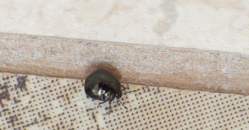 Pawęża ziołówka (Coptosoma scutellatum)