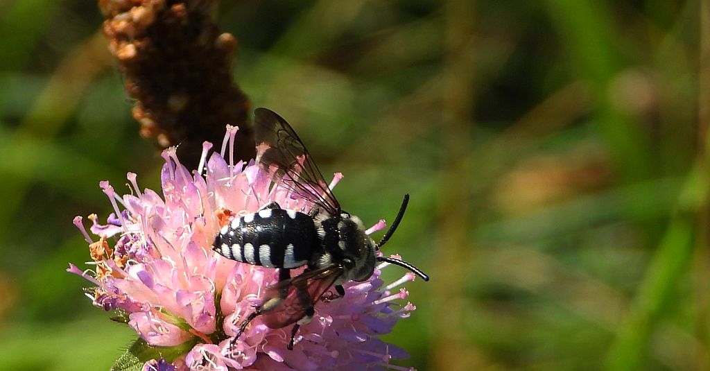Zwężnica większa (Thyreus histrionicus)
