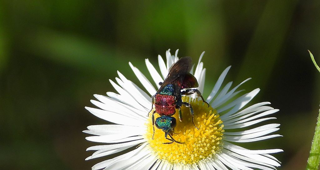 Powabnica osmykowa (Hedychrum niemelai)