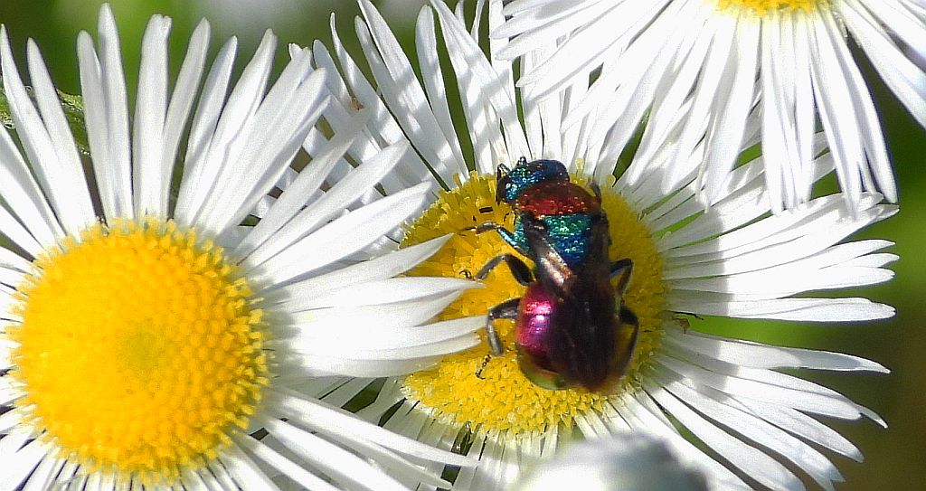 Powabnica osmykowa (Hedychrum niemelai)