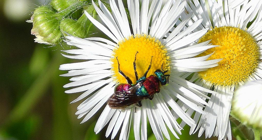 Powabnica osmykowa (Hedychrum niemelai)