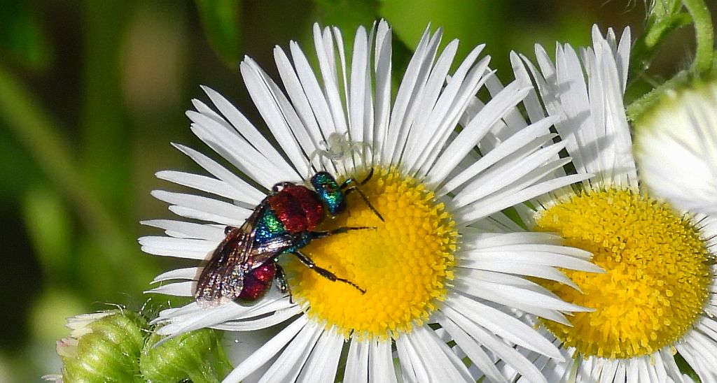 Powabnica osmykowa (Hedychrum niemelai)