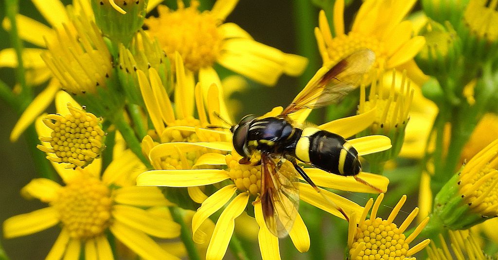 Prężec dwupaskowy (Chrysotoxum bicinctum)