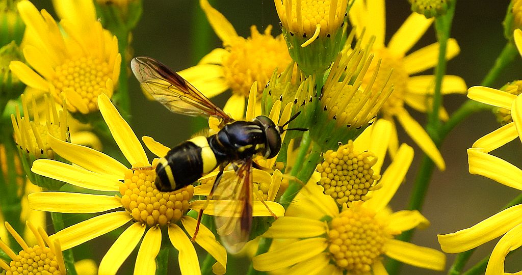 Prężec dwupaskowy (Chrysotoxum bicinctum)