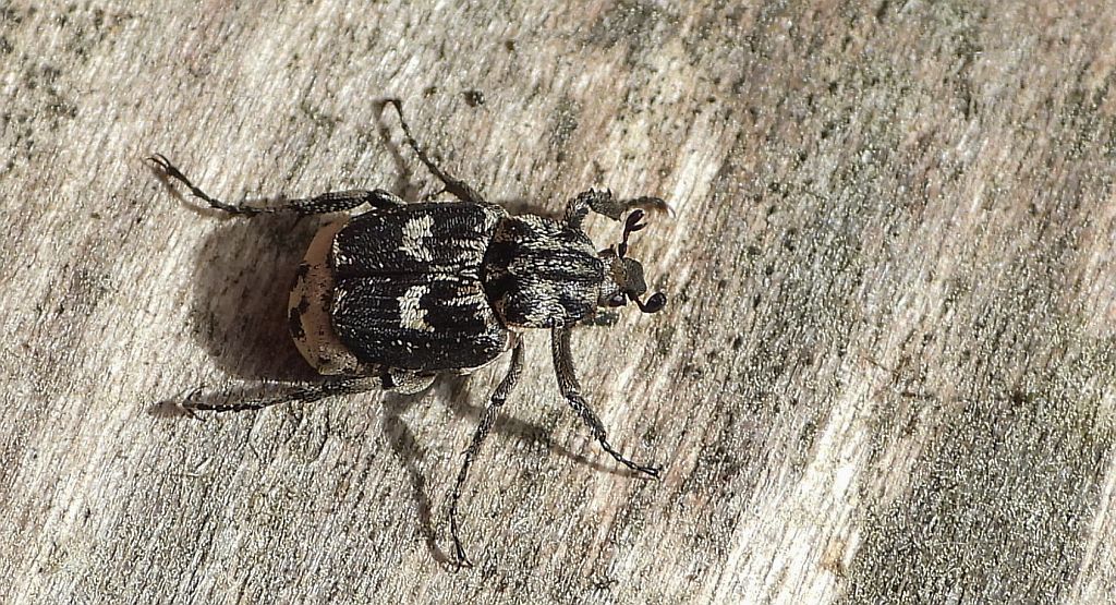 Krzywonóg półskrzydlak (Valgus hemipterus)