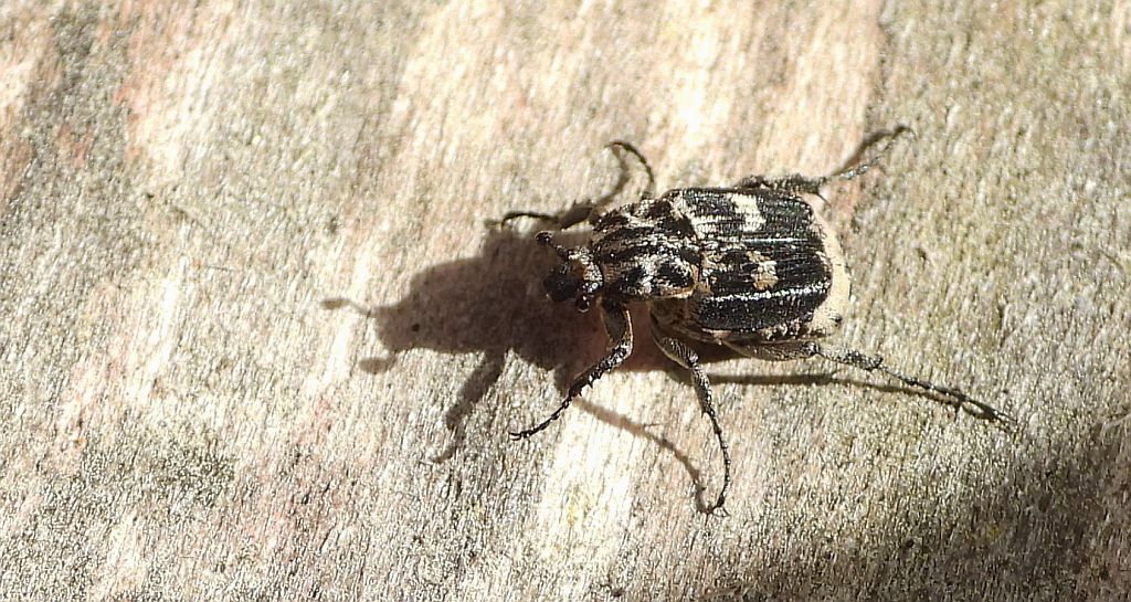 Krzywonóg półskrzydlak (Valgus hemipterus)