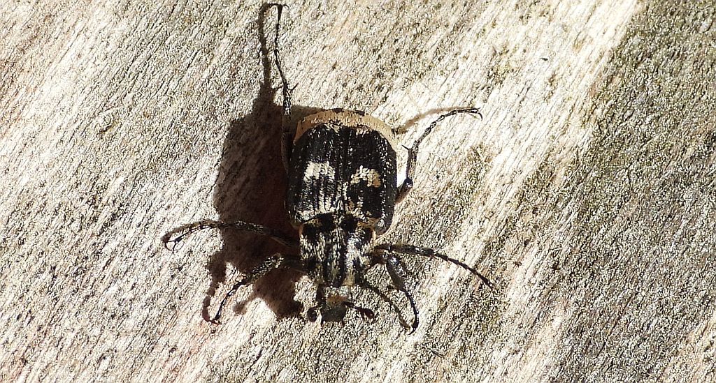 Krzywonóg półskrzydlak (Valgus hemipterus)