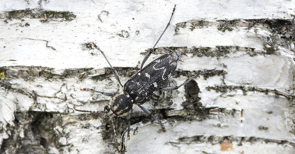 Drzeworadek topolowy (Xylotrechus rusticus)