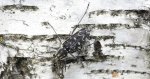 Drzeworadek topolowy (Xylotrechus rusticus)